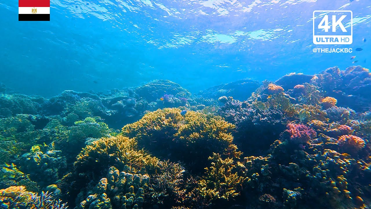 4K Red Sea Coral Reef Underwater Background | Shaab Sabina | Relaxing Ambient Wallpaper | 311
