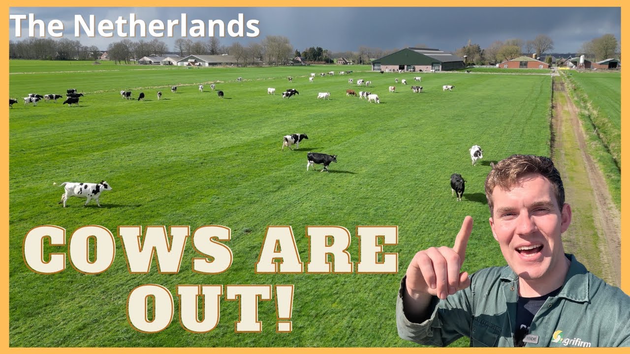 De KOEIEN naar BUITEN! -&- Roosters Opruwen - Vlog 1 NIEUWE Boerderij.