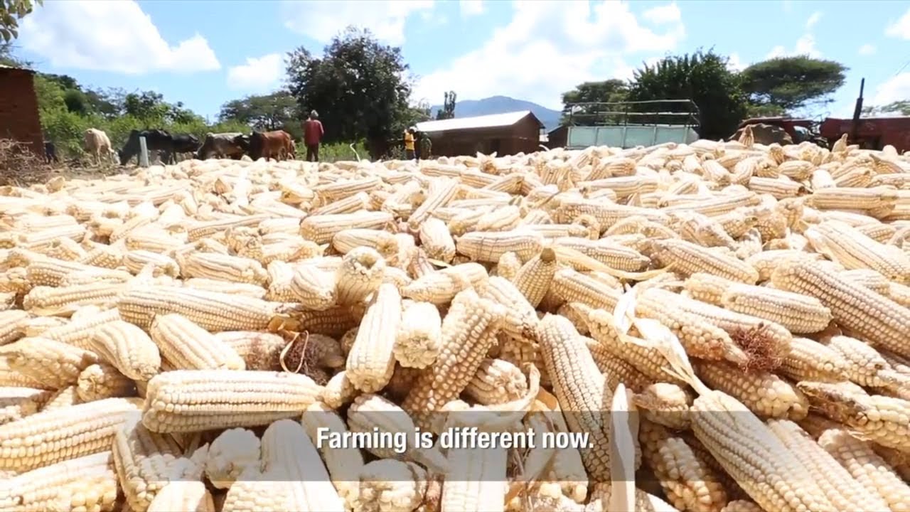 What makes the sweetest maize in Kilimanjaro?