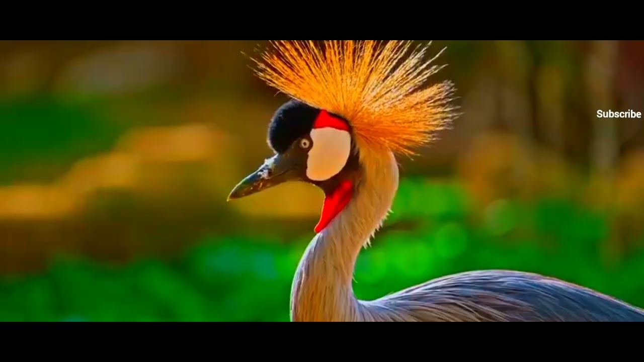 Most Beautiful Jungle Birds On Earth 