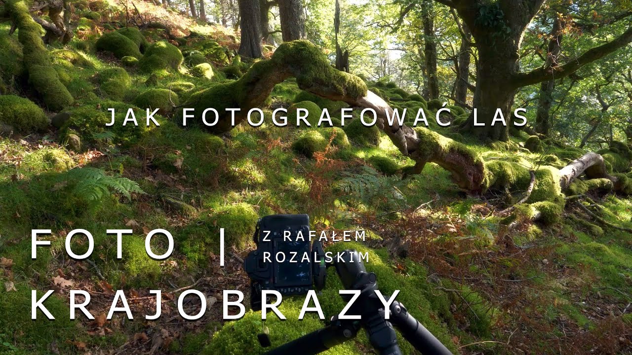 JAK fotografować LAS | Fotografia krajobrazu
