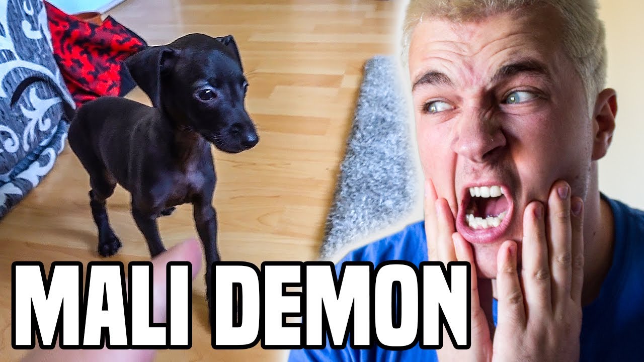 PRVI DAN SA NOVIM PSOM *KRENUO NAOPAKO*