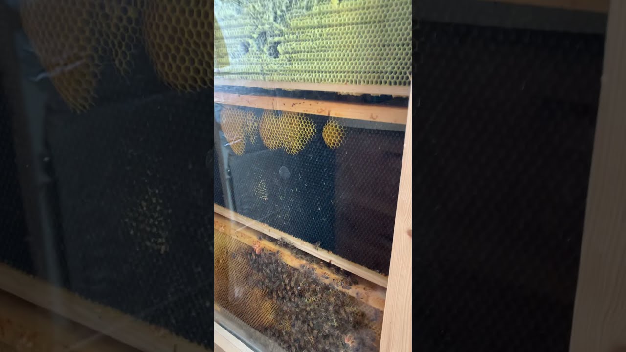 Bees are in the observation hive!