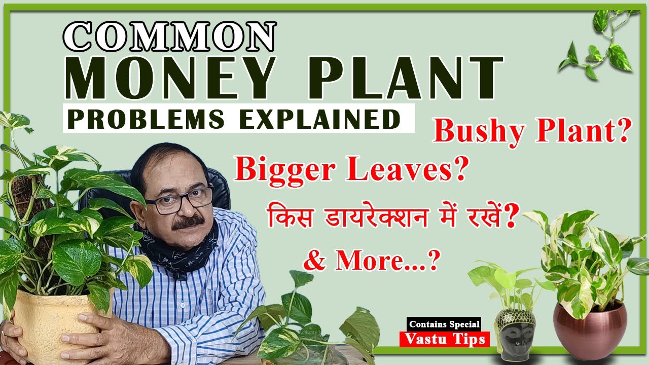 Money Plant Common Problems Solved I Money Plant Growth Hacks I Money Plant Vastu #moneyplant