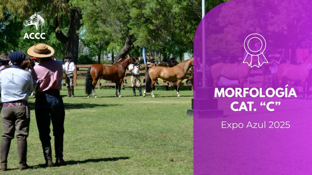 EXPO CRIOLLOS AZUL - MORFOLOGIA