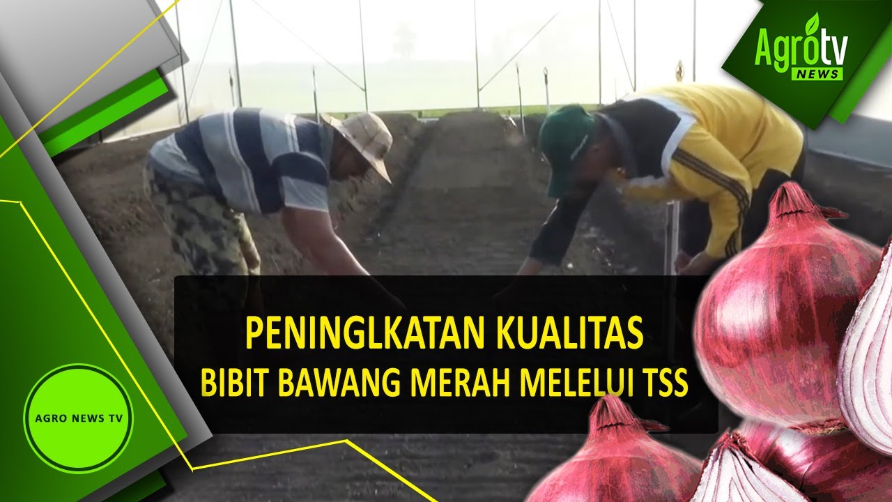 TEKNIS BUDIDAYA BAWANG MERAH ASAL BIJI  TRUE SEED OF SHALLOT