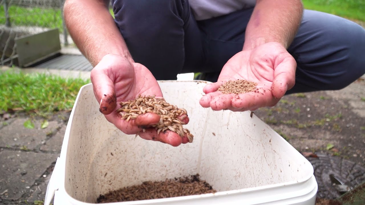 Nachhaltige Insektenproduktion zur Erzeugung von regionalem Proteinfutter