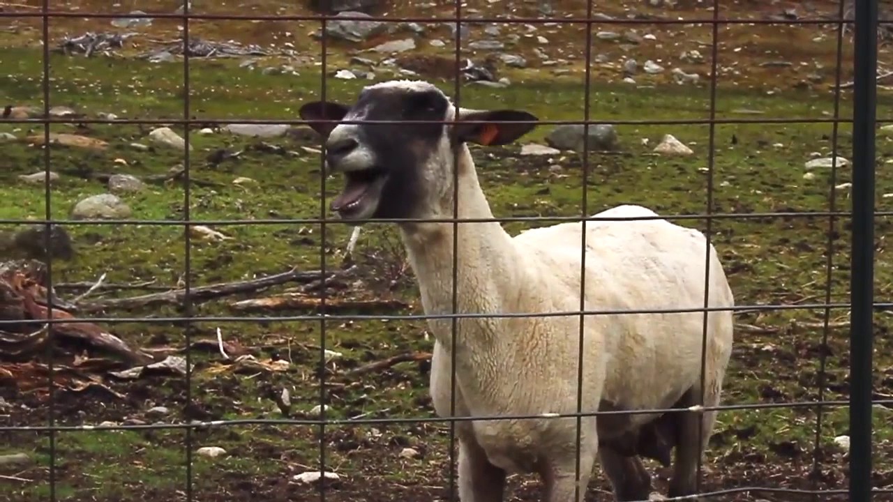 Screaming sheep remix