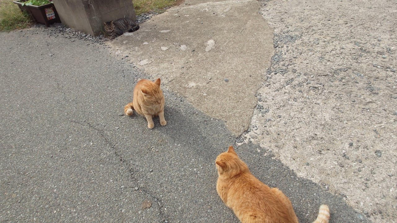 威嚇する猫に挟まれ可哀そうな猫