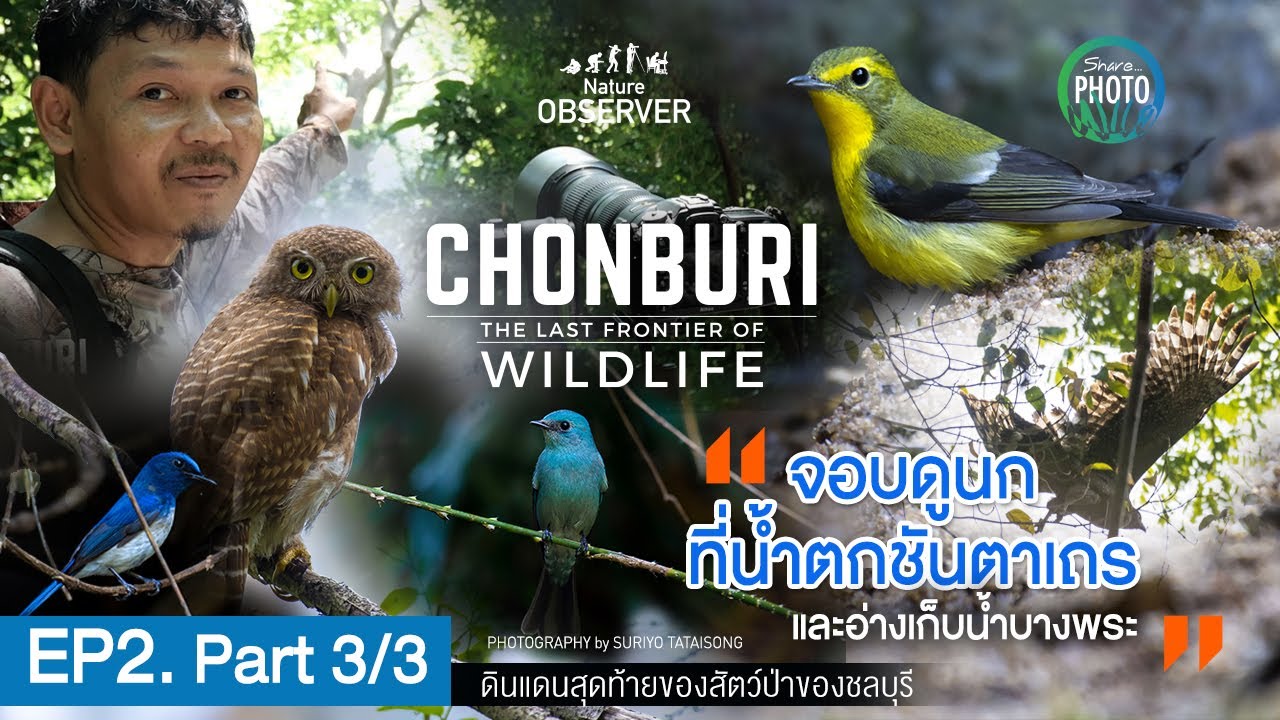 Nature Observer EP2 Part 3/3 : Chonburi Wildlife ซุ่มถ่ายนกที่น้ำตกชันตาเถรและอ่างเก็บน้ำบางพระ