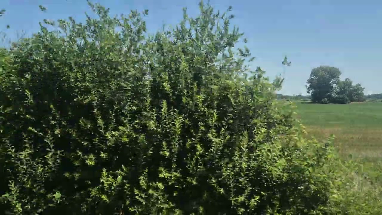 MÁV 14-es vasútvonal: Pápa - Csorna, bzmot 117 210