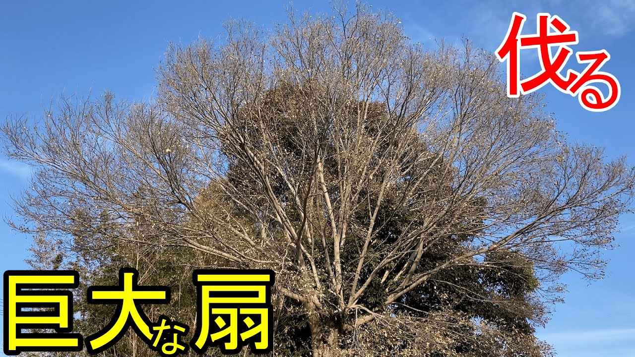 【欅】扇のような大木【枝落とし】