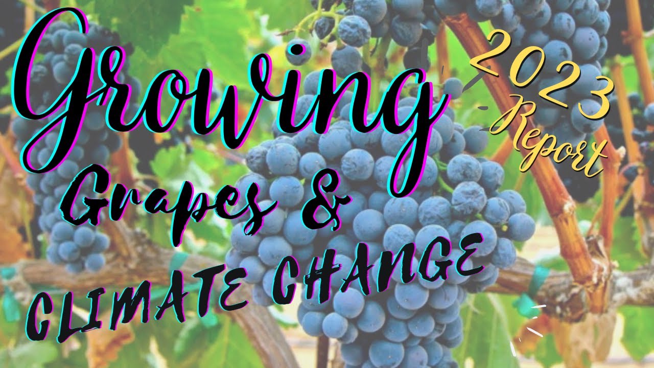 The Impact of Climate Change on Wine in 2023 #napavalley #cabernetsauvignon