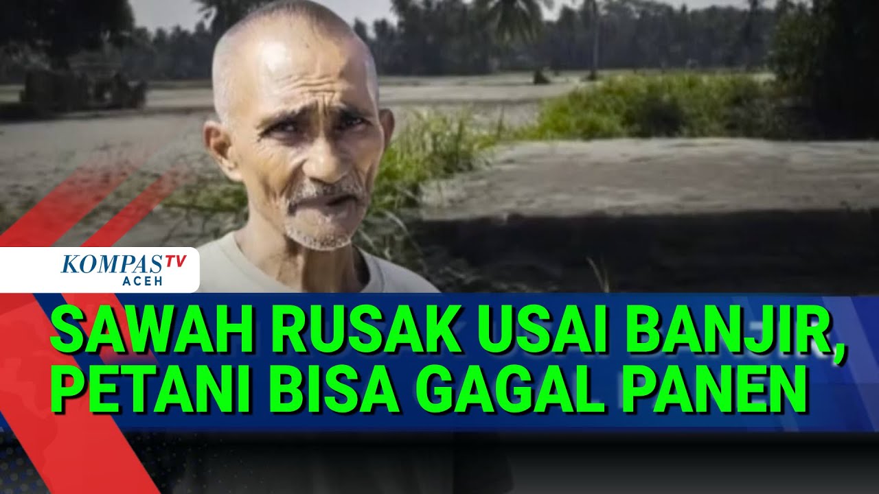 Cerita Pilu Petani Bireuen Setelah Banjir Bandang Rusak Ribuan Hektare Sawah