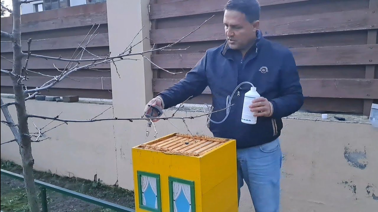 Familia de albine fără varroa .