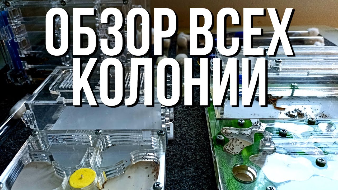 Обзор ВСЕХ моих колоний! Что с ними случилось за время моего отсутствия? Новые виды?