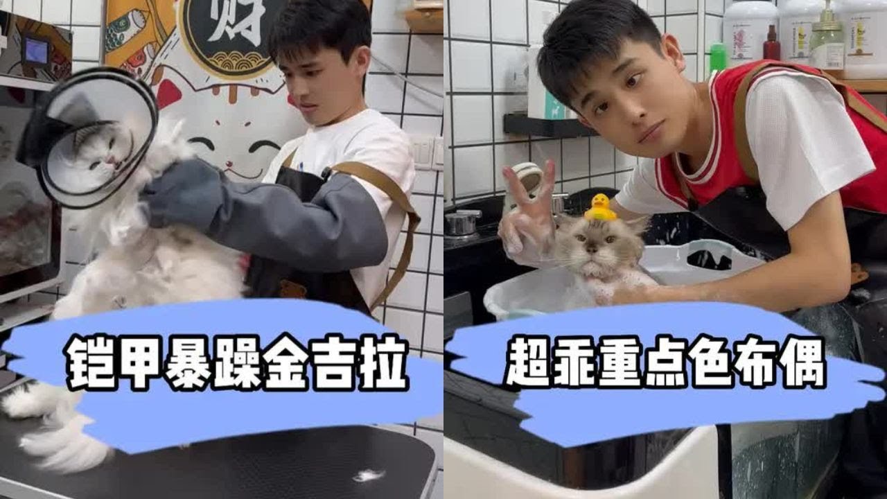 来了个穿铠甲的金吉拉，战力直接拉满 #貓咪洗澡 #上門洗貓 #寵物 #萌寵 #洗澡 #貓咪