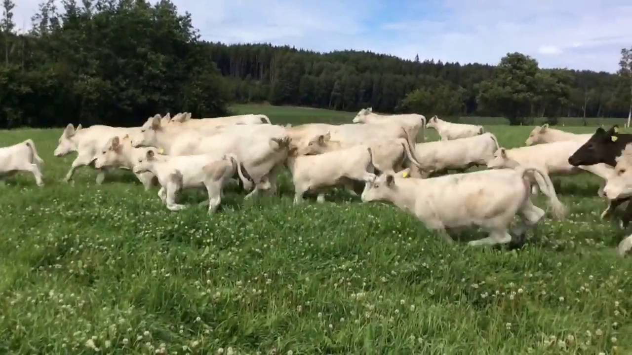 Høyfjell Charolais - Kuer på gården