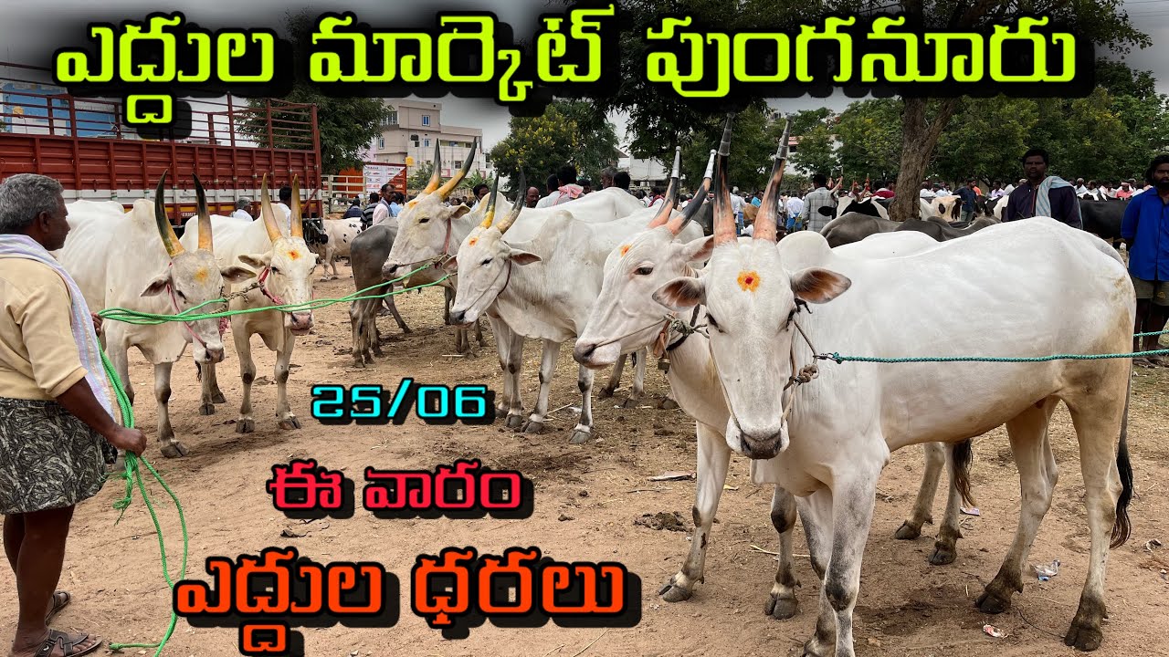 bulls and goat market punganuru #@Lks channel