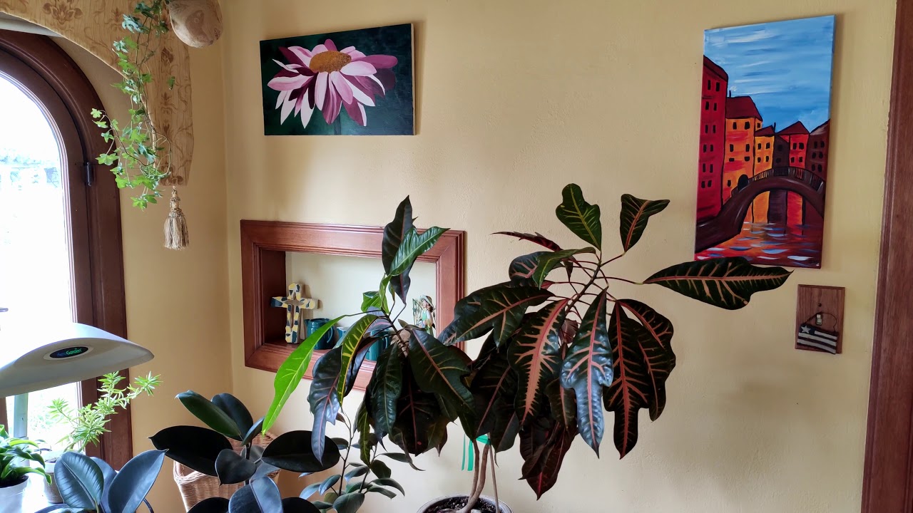 Croton Care: What to Know