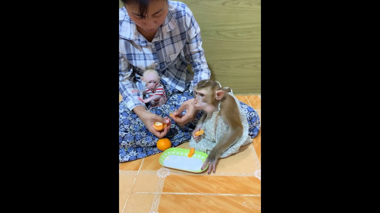 Mom Shares Fruit With Baby Monkeys 🐒🍊💖 | Sweet Family Feeding Time