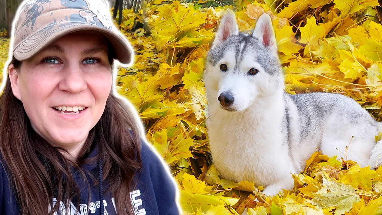 Husky Playing in the Leaves
