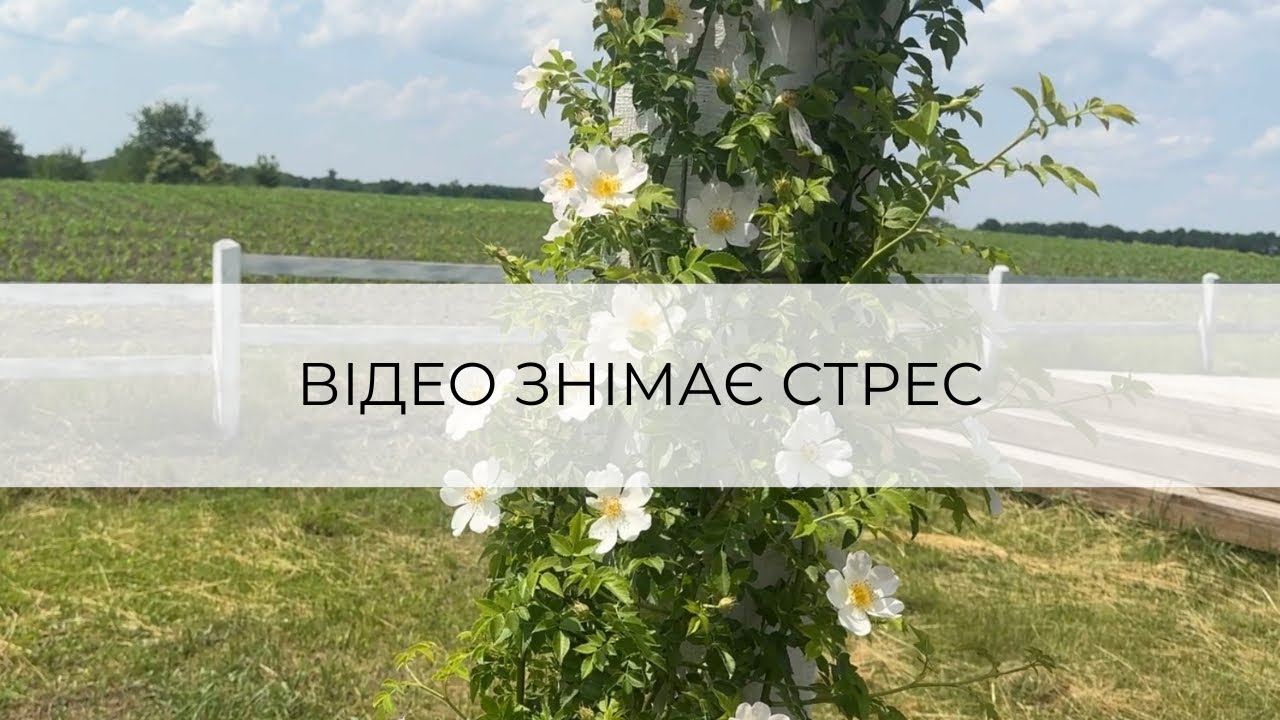 Релакс у полі — звуки природи, спів пташок, легкий вітер 🌿