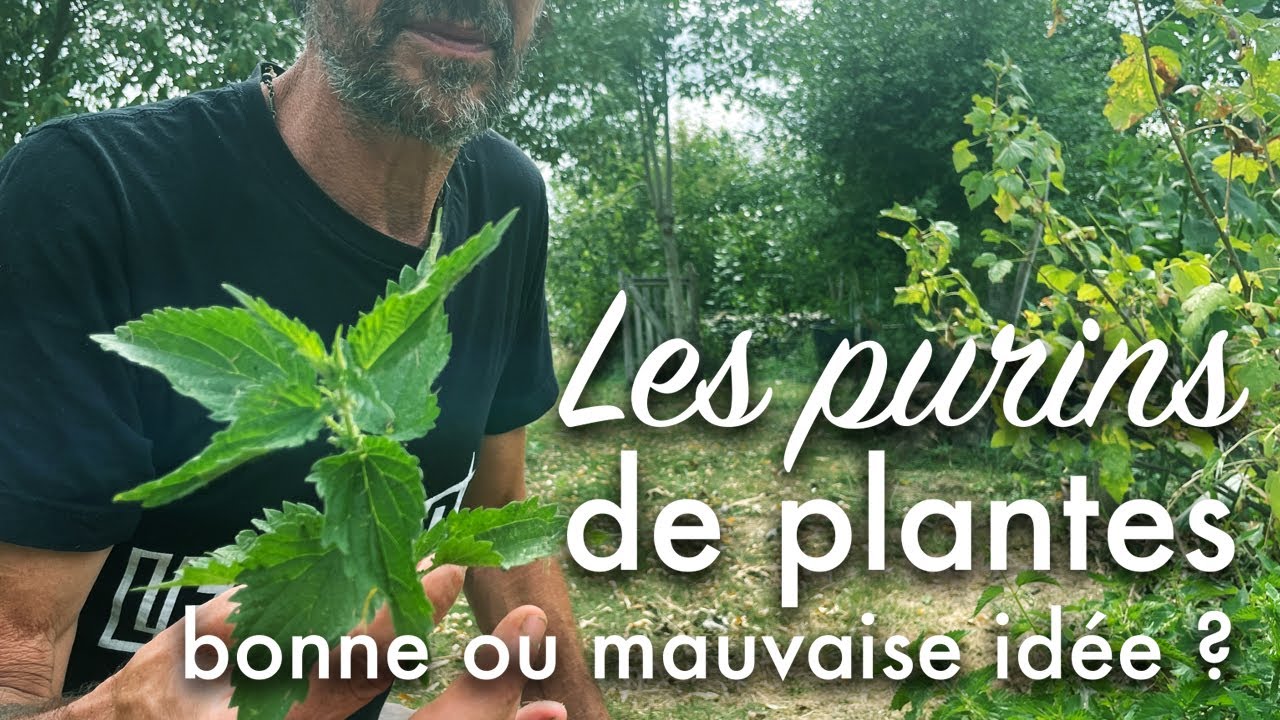Les purins de plantes au potager : bonne ou mauvaise idée ?