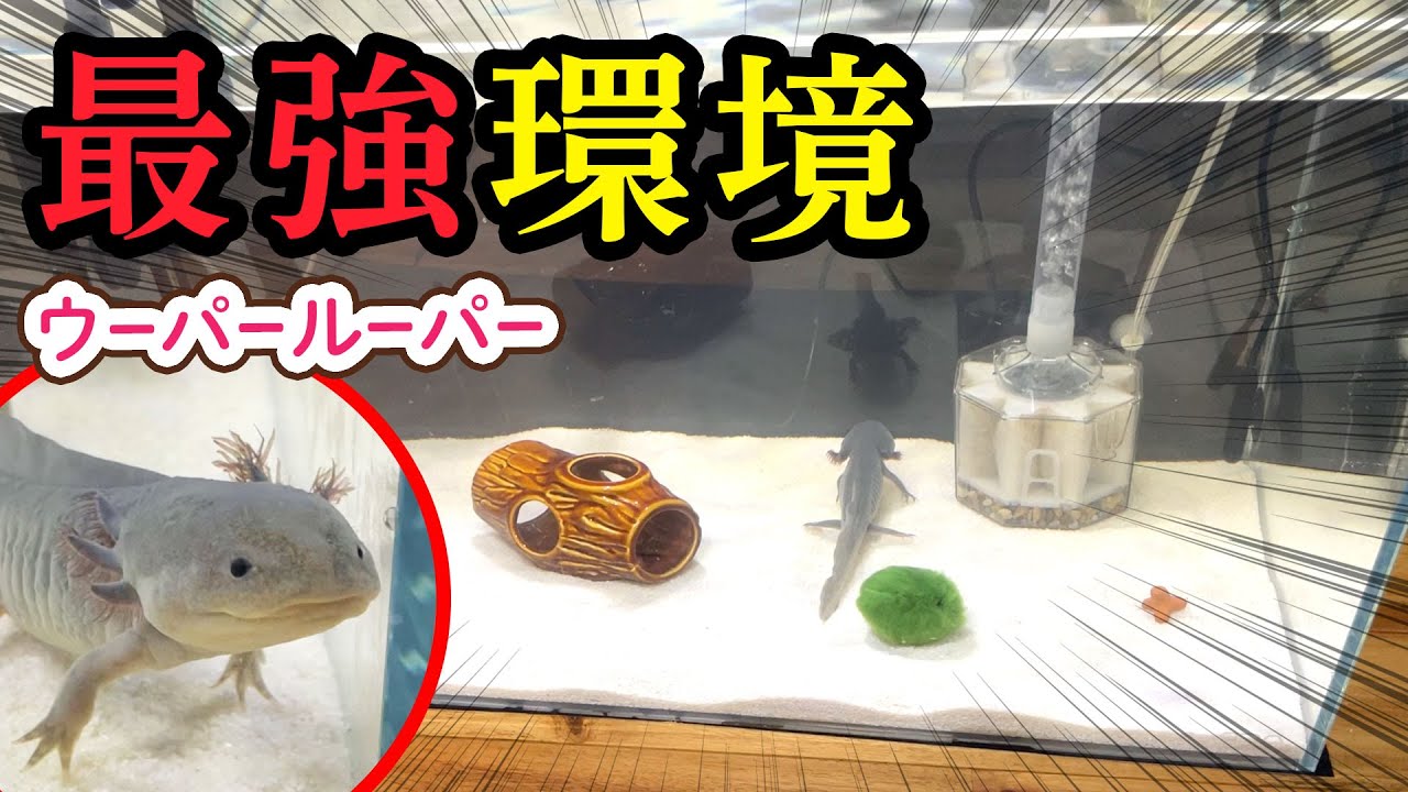 【ハプニングあり】体の弱いウーパールーパーに最強の環境を作りたい！【EHEIMクラシック2217】【COOL WAY BK-C420】【ADA】