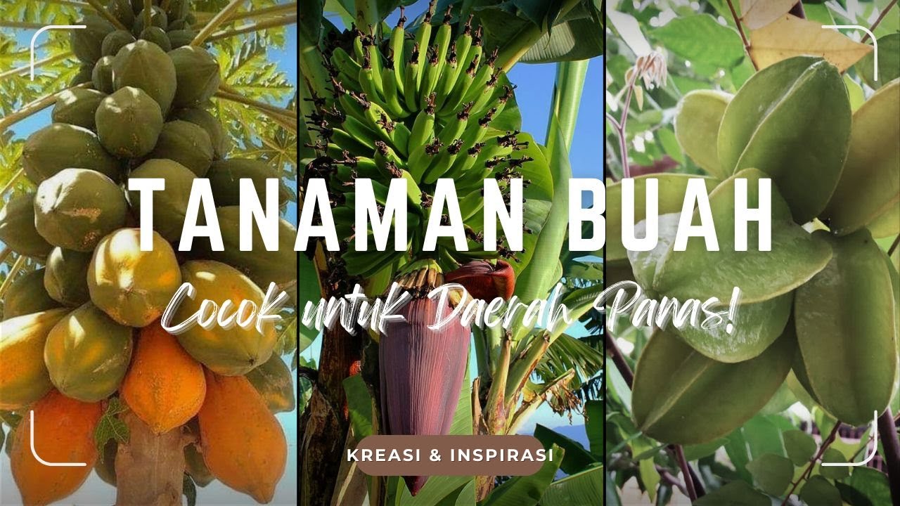 FIX PANEN! 10 Jenis TANAMAN BUAH Cocok Untuk Cuaca PANAS Ekstrem! Tanaman Buah KUAT di Daerah PANAS!