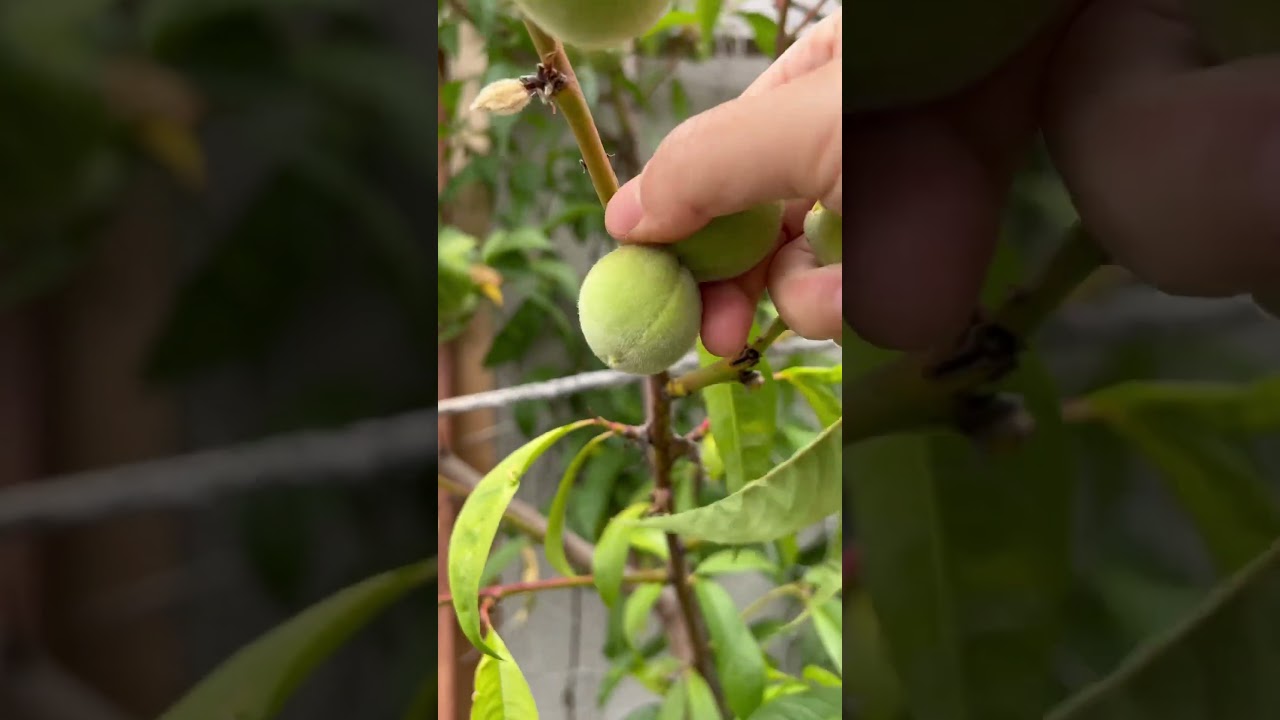 Thinning peach tree,too many peaches make peach tree undernourished #organicgardening #peachtree