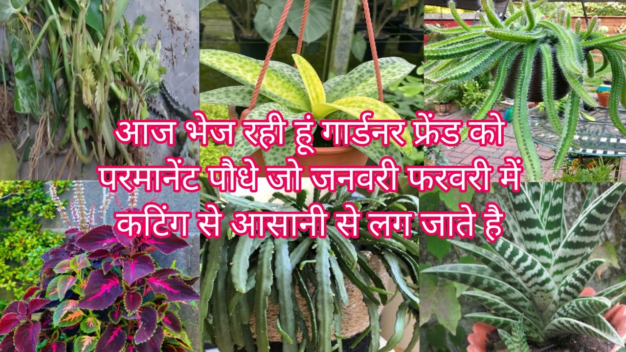 आज भेज रही हूं गार्डनर फ्रेंड को परमानेंट पौधे जो जनवरी फरवरी में कटिंग से आसानी से लग जाते है 🥀✨🌱
