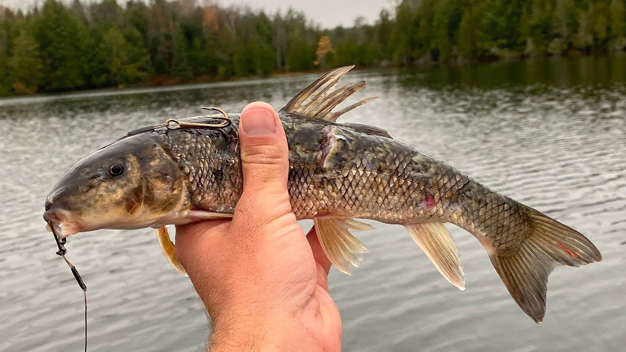 Live Bait Musky Fishing in Clear Water!!