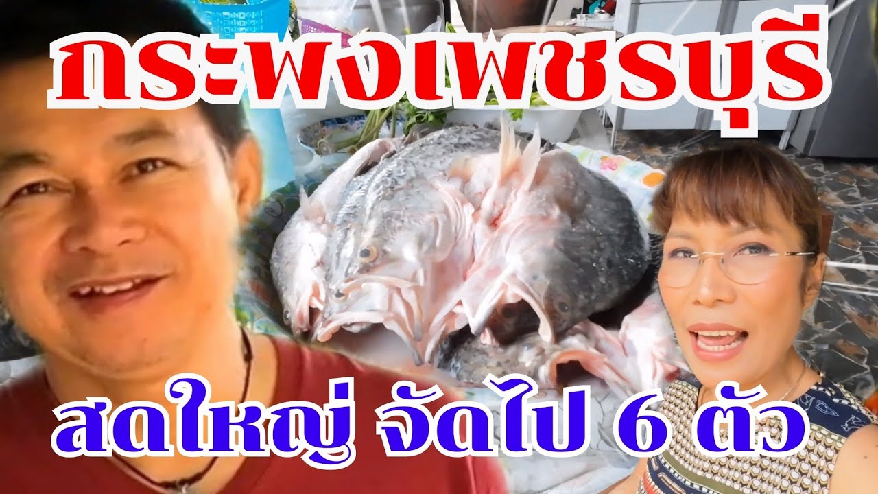 กระพงเพชรบุรีสดๆครัวกำภูทอดครั้งเดียว6ตัว #บ้านสวนกำภูEp941