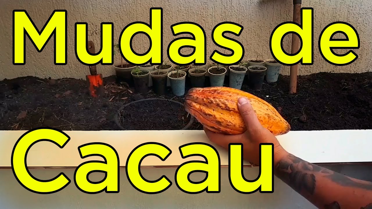 Como Plantar Cacau