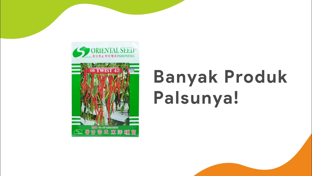 Hati-Hati Banyak Produk Palsunya ! | Benih Cabe Keriting Or Twist 42 Oriental Seed