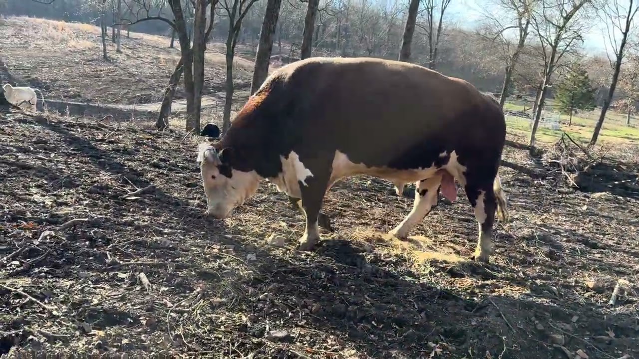 Rufus has the entire 50 acres but has to be right with me. #rufusthebull 