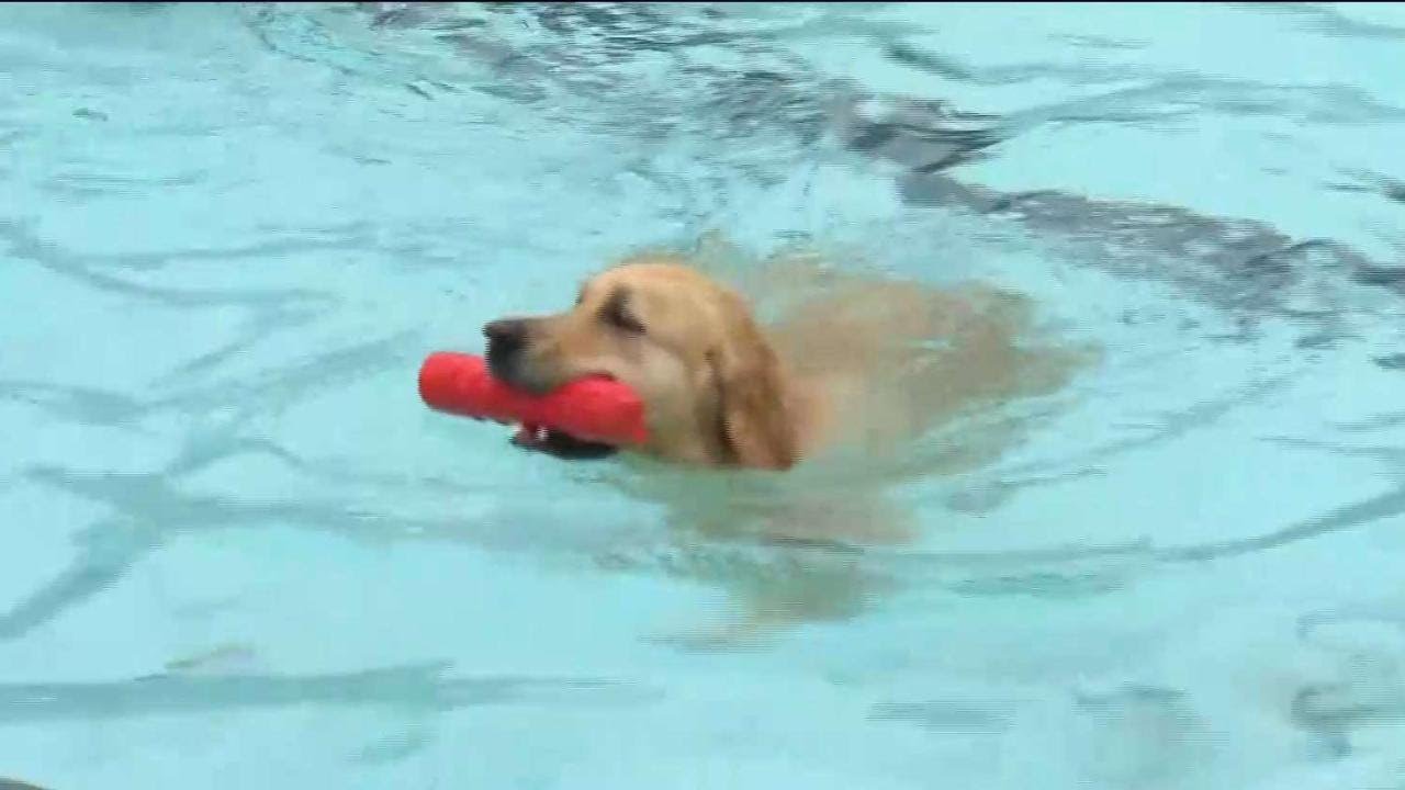 End-of-summer swim for Toronto's dogs