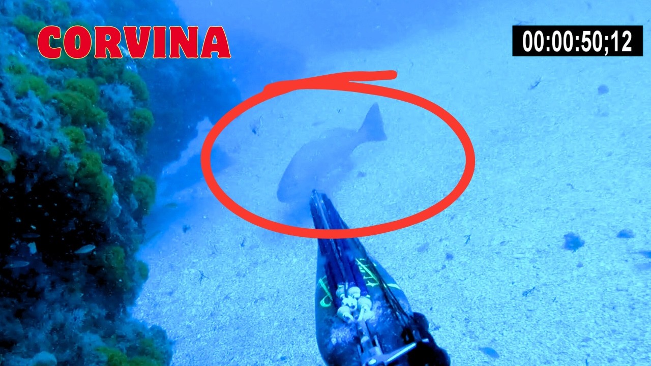 pesca de una corvina de 36 kg dentón y borriquete de Edu Falcon del team Marea