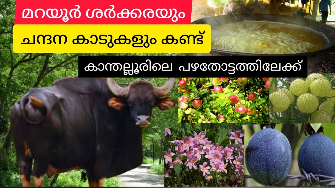A TripTo Munnar Marayoor Kanthalloor|Marayoor Sandal Wood    Forest|Kanthalloor Farm Visit....