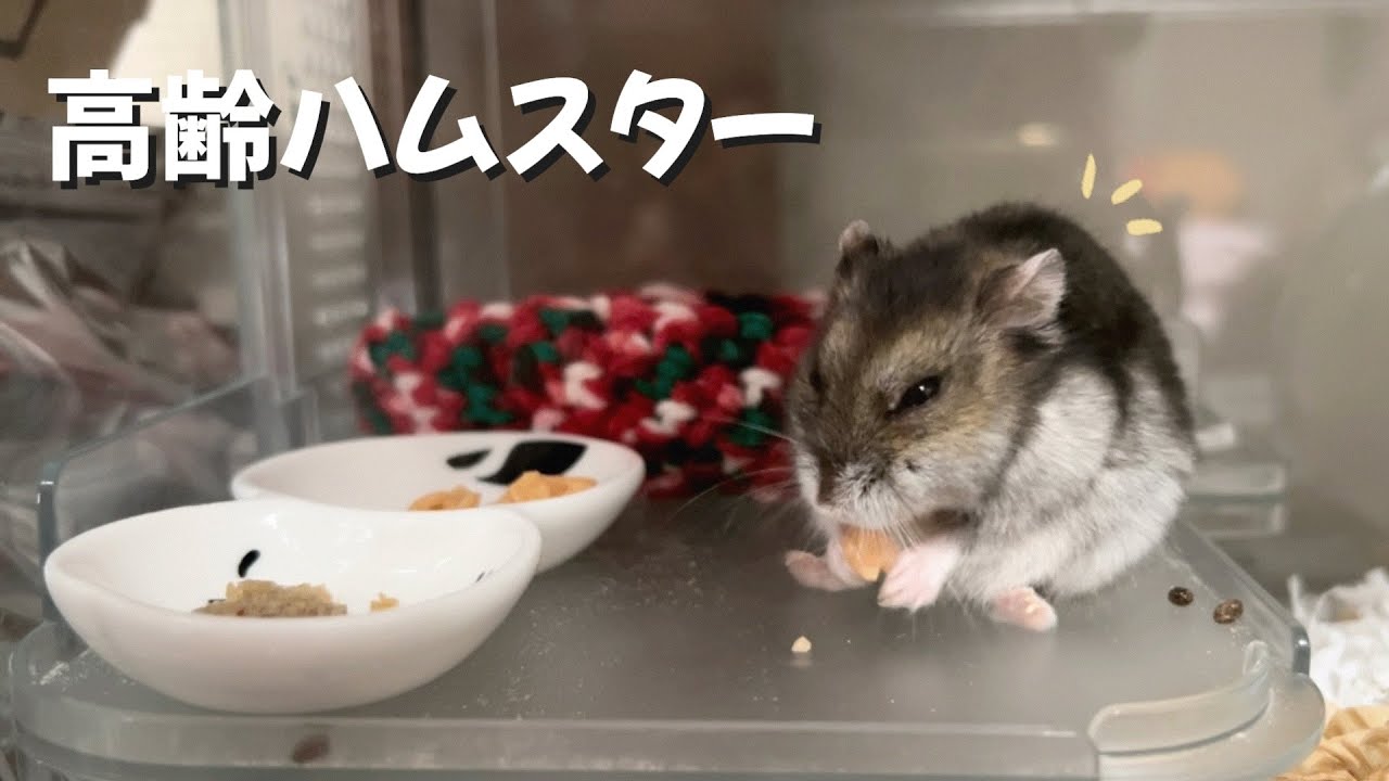 2歳になった高齢ジャンガリアンハムスター
