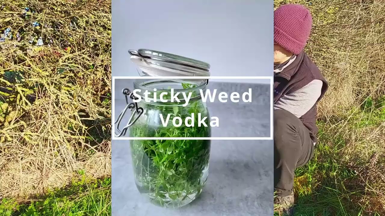 Sticky Weed (Gallium Aparine) - Foraging UK -