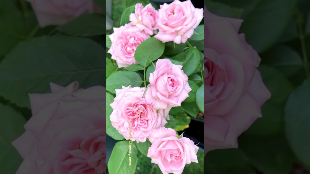 Pink colour roses #rose #pinkrose #shorts