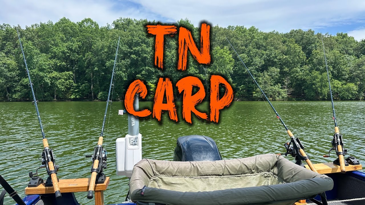 HOT Tennessee Carp Fishing!