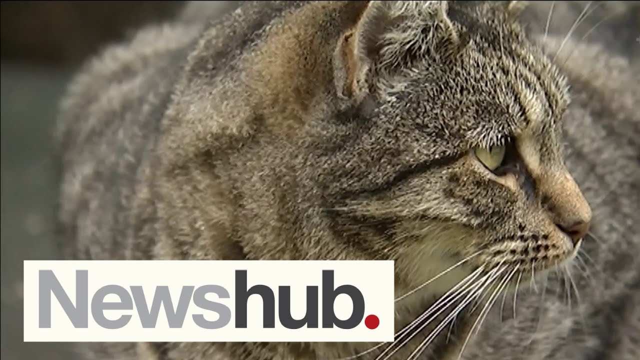 Who should be responsible for tackling New Zealand's feral cat problem? | Newshub