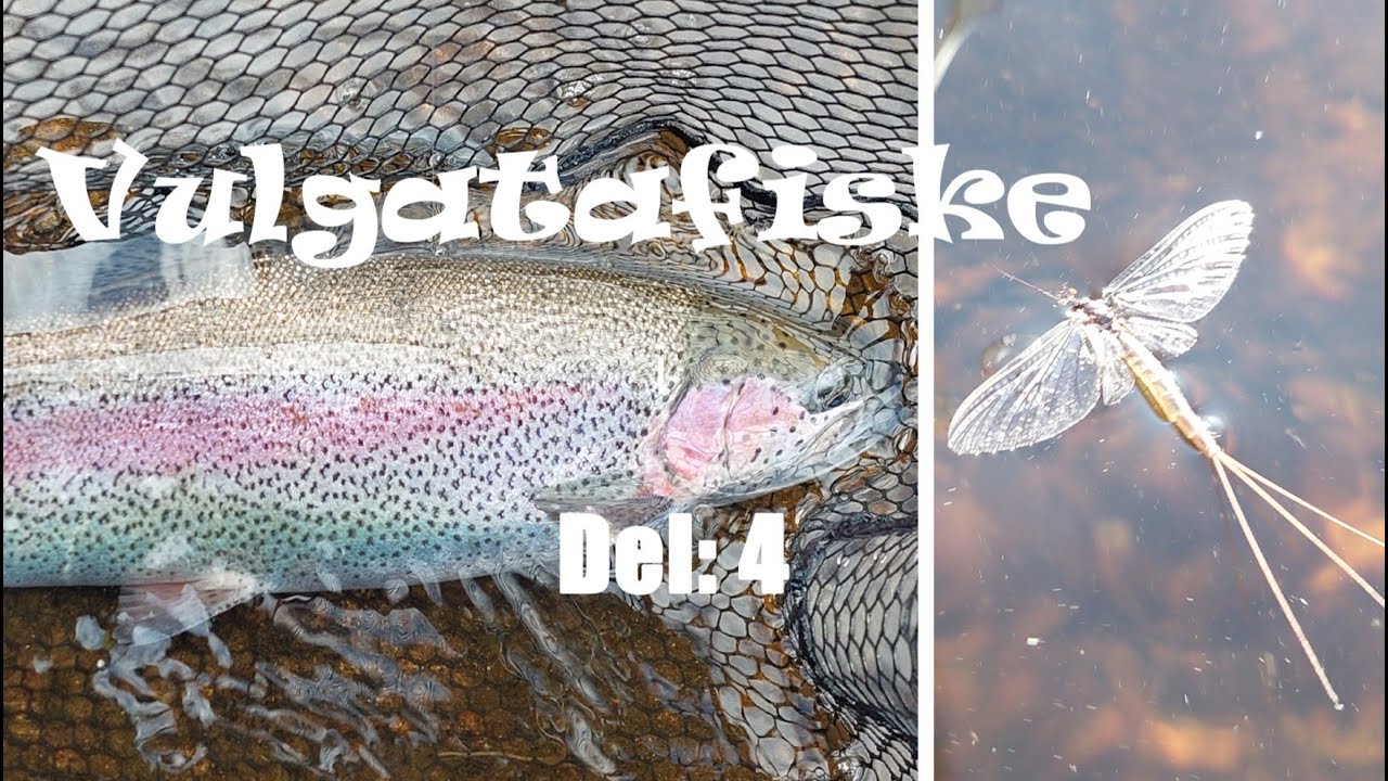 Vulgatafiske  Del: 4