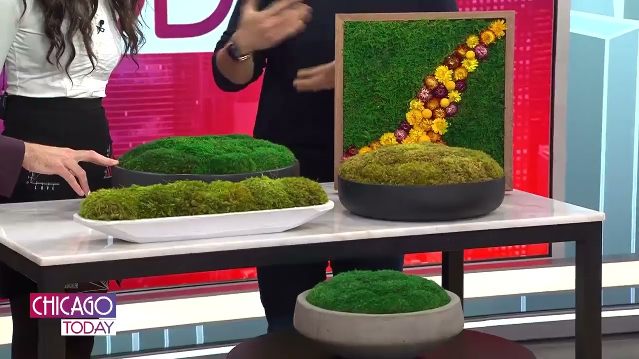 The Moss Shop Featured on NBC Chicago Today | Preserved Moss Wall Art & Home Decor