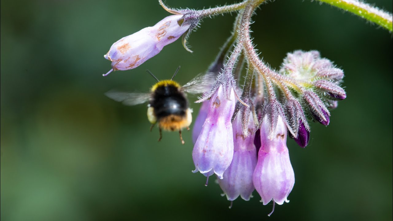 Wild Bees vs. Honeybees | A Quiet Film from the Forest🐝 #mikroliv #sm&aring;dyrsstorhed #insekteridanmark