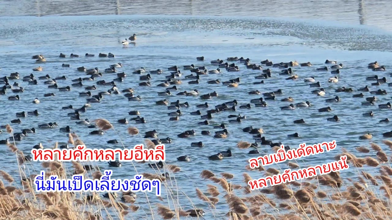เอาแม่นๆ.??.เยอะเกิ๊นยังไงดี.!!.อ้ายใหญ่อาวุธหนักจัดเต็ม.หาอยู่หากิน.นกเป็ดหลายคัก.ทีมงานเบิดเวียก