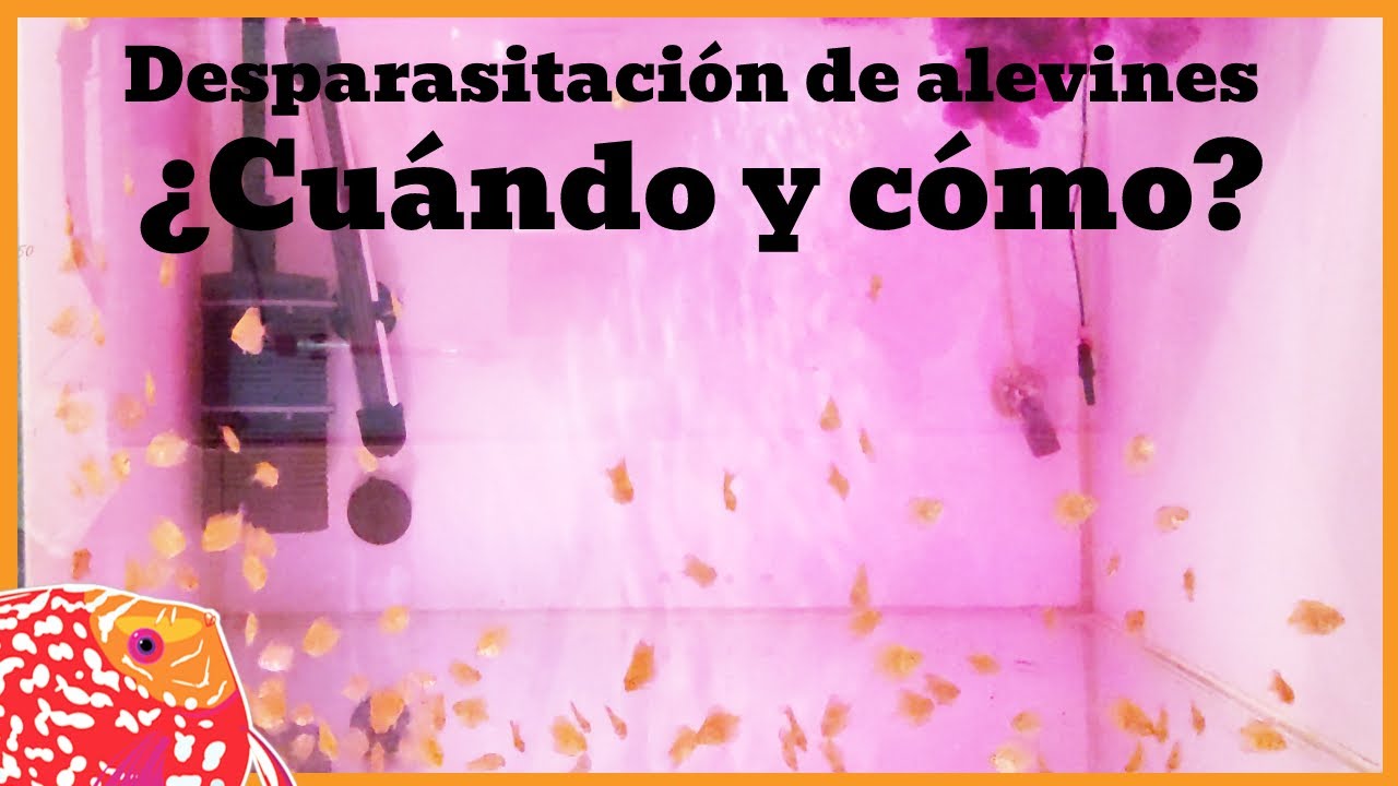 Desparasitación ALEVINES con PERMANGANATO potásico | AQUARIS Peces Disco